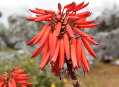 Aloe munchii image