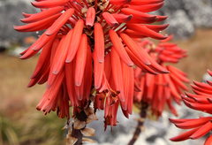 Aloe munchii image