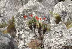 Aloe munchii image