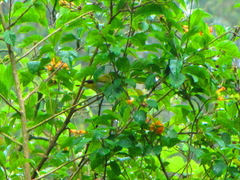 Zosterops palpebrosus