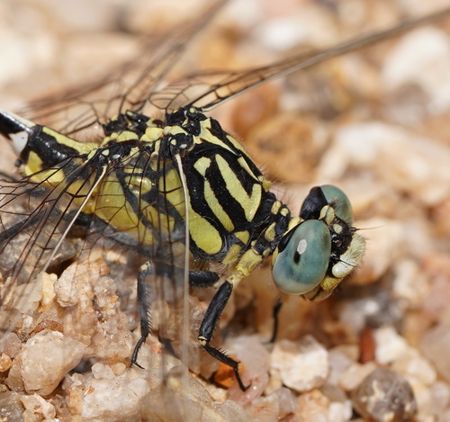 Austrogomphus cornutus Watson, 1991