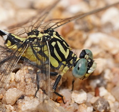 Austrogomphus cornutus