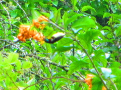 Leptocoma minima