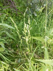 Poa bigelovii