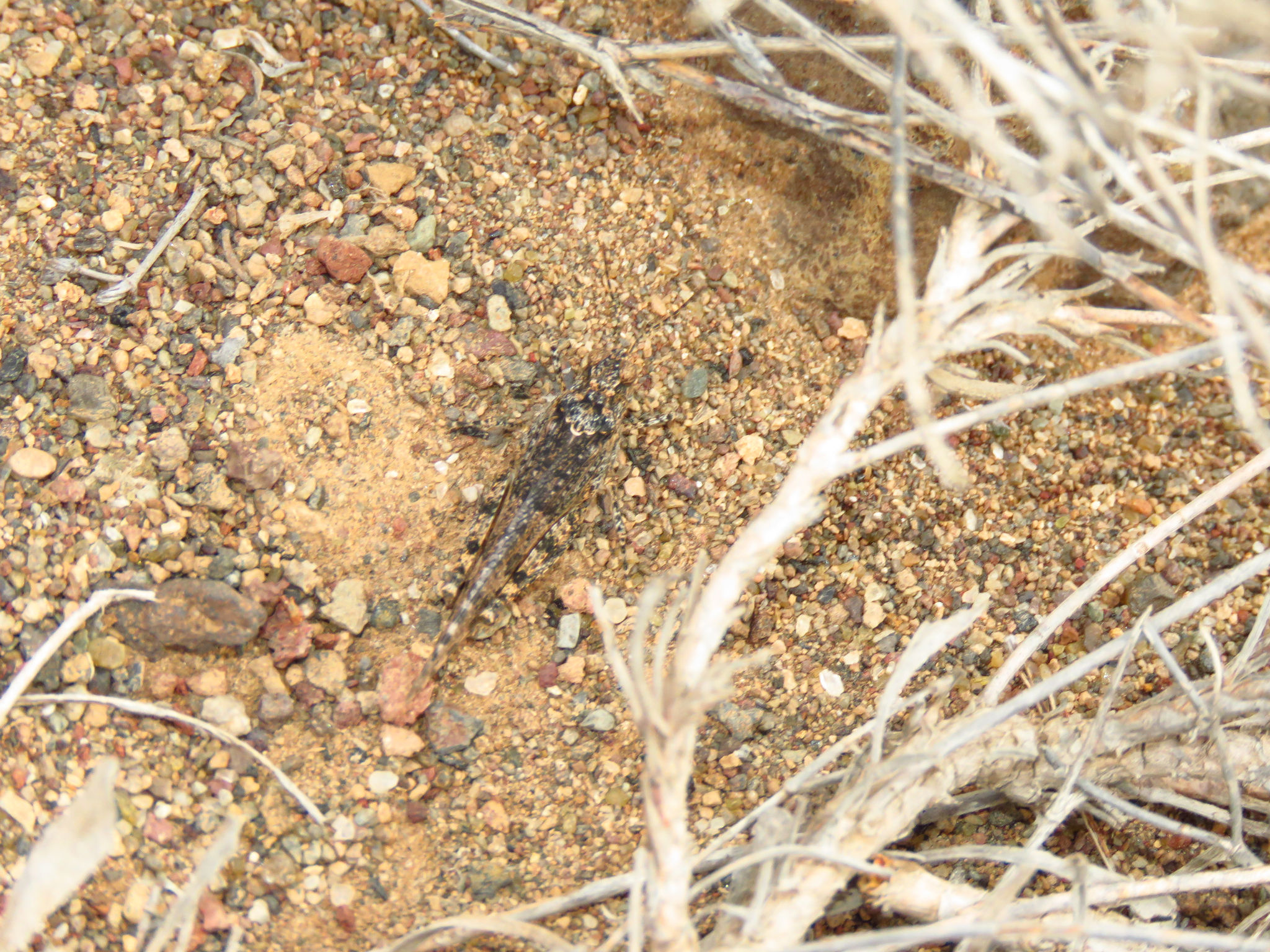 Sphingonotus picteti