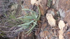 Aloe isaloensis