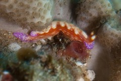 Hypselodoris maculosa