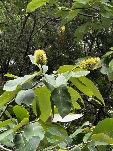 Castanea ozarkensis, photograph 6
