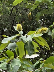 Castanea ozarkensis, photograph (c) Jane Weeden, some rights reserved (CC BY)