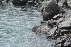 Anous stolidus galapagensis
