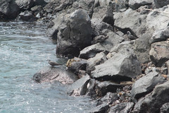 Anous stolidus galapagensis