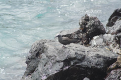 Anous stolidus galapagensis