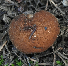 Lycoperdon molle