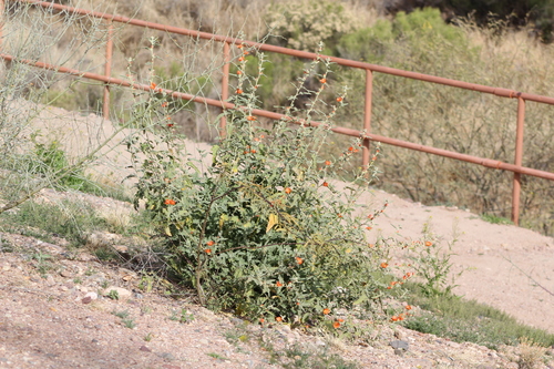 Image of Sphaeralcea emoryi by (c) Eliseo D Moreno, some rights reserved (CC BY-SA)