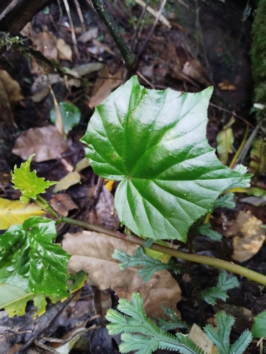 Image of Begonia convolvulacea by (c) Nicolas Olejnik, some rights reserved (CC BY)