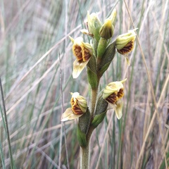 Pterichis parvifolia