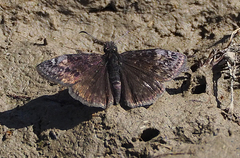Erynnis lucilius