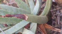 Aloe isaloensis image
