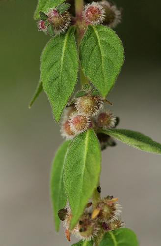 Coleus kapatensis image