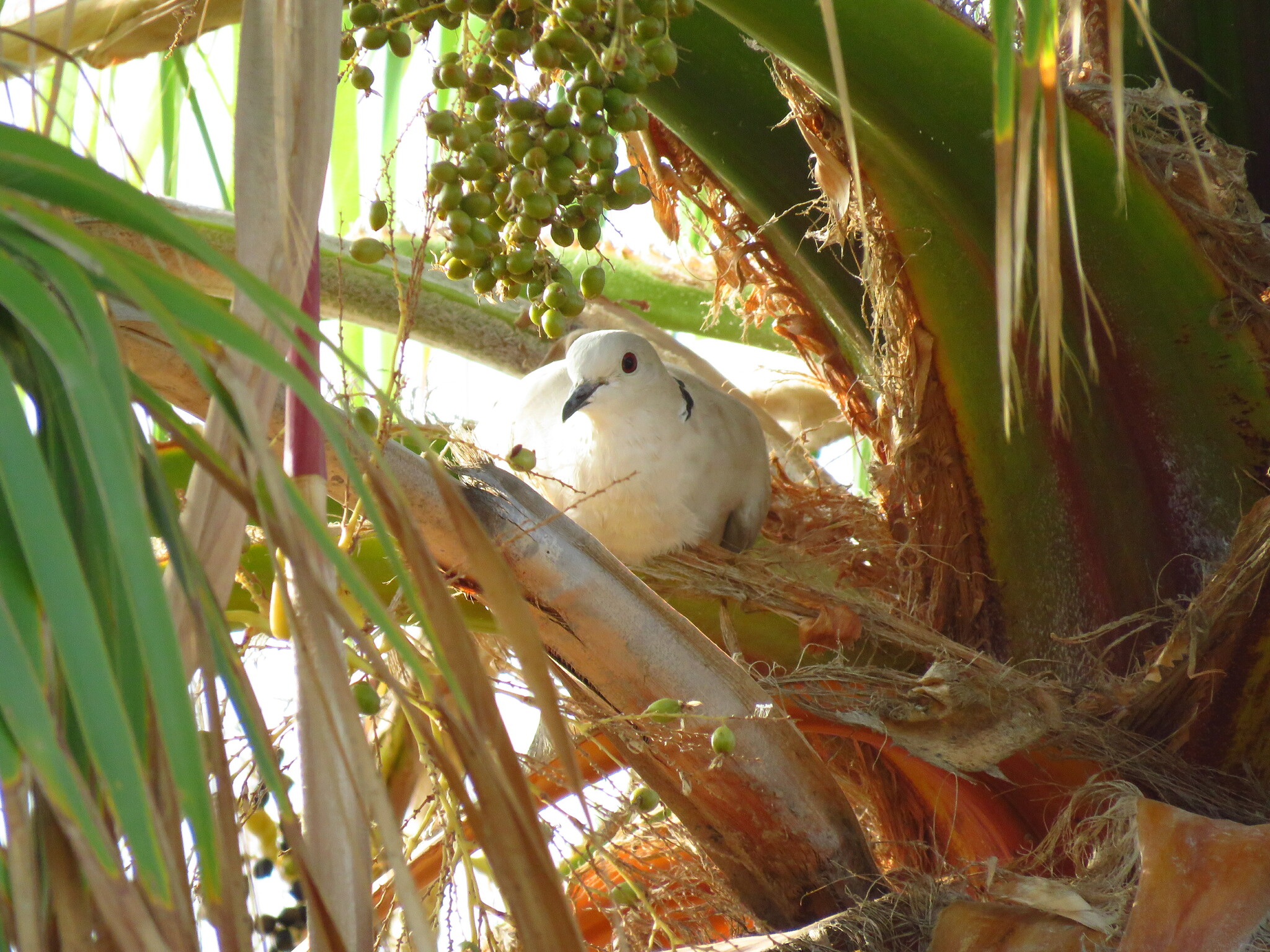 African Collared Dove