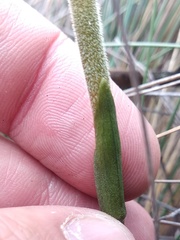 Pterichis parvifolia