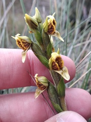 Pterichis parvifolia