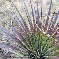 Puya clava-herculis