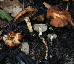 Pholiota highlandensis