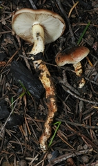 Pholiota highlandensis