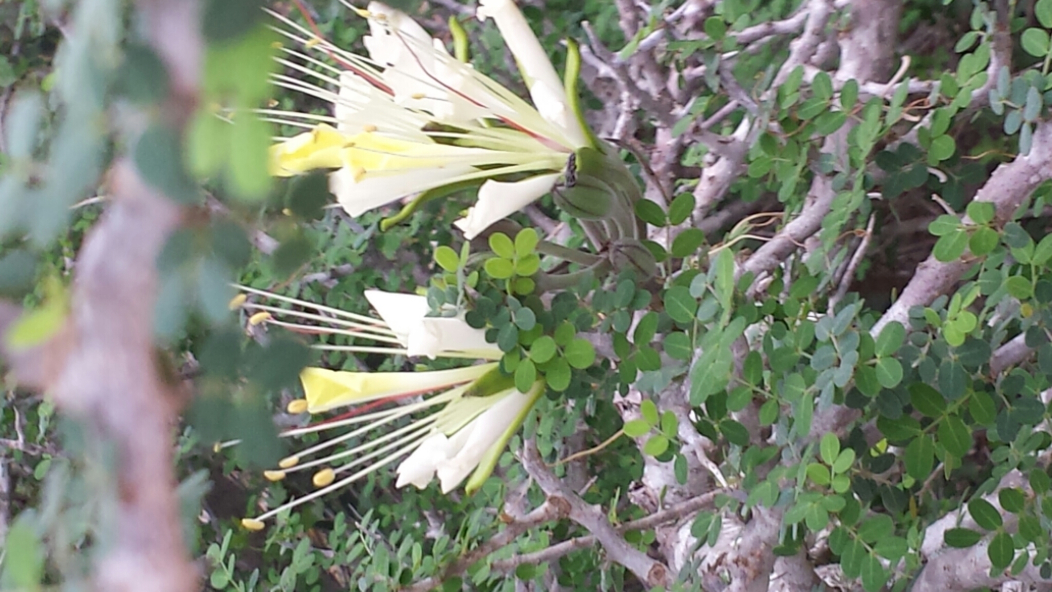 Delonix edulis (H.Perrier) Babineau & Bruneau 3