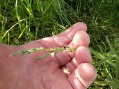 Poa bigelovii