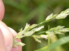 Poa bigelovii