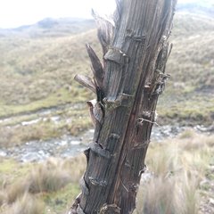Puya clava-herculis