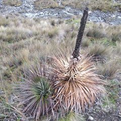 Puya clava-herculis