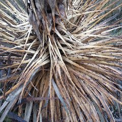 Puya clava-herculis
