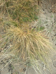 Poa billardierei