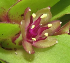 Eucomis montana