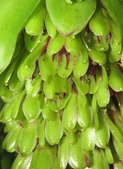 Eucomis montana