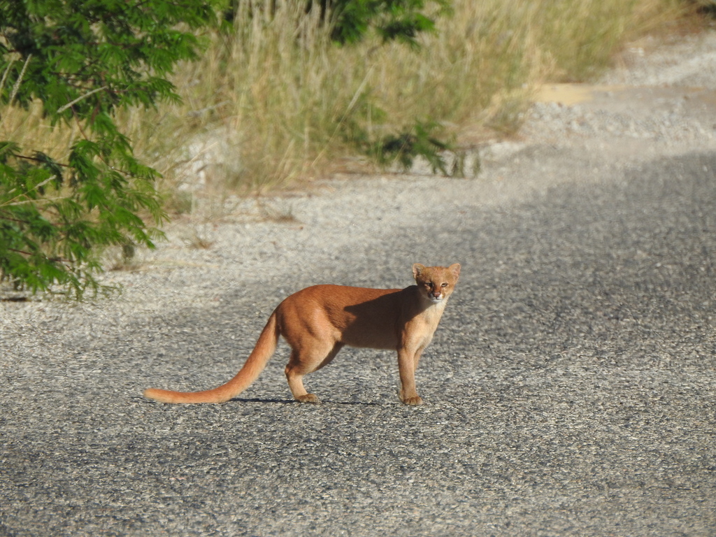 Jaguarundi