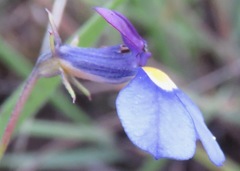 Monopsis decipiens