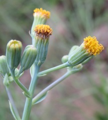 Senecio oxyriifolius