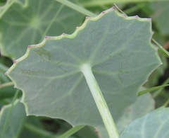 Senecio oxyriifolius