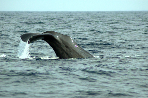 Sperm Whale