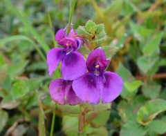 Impatiens lawii