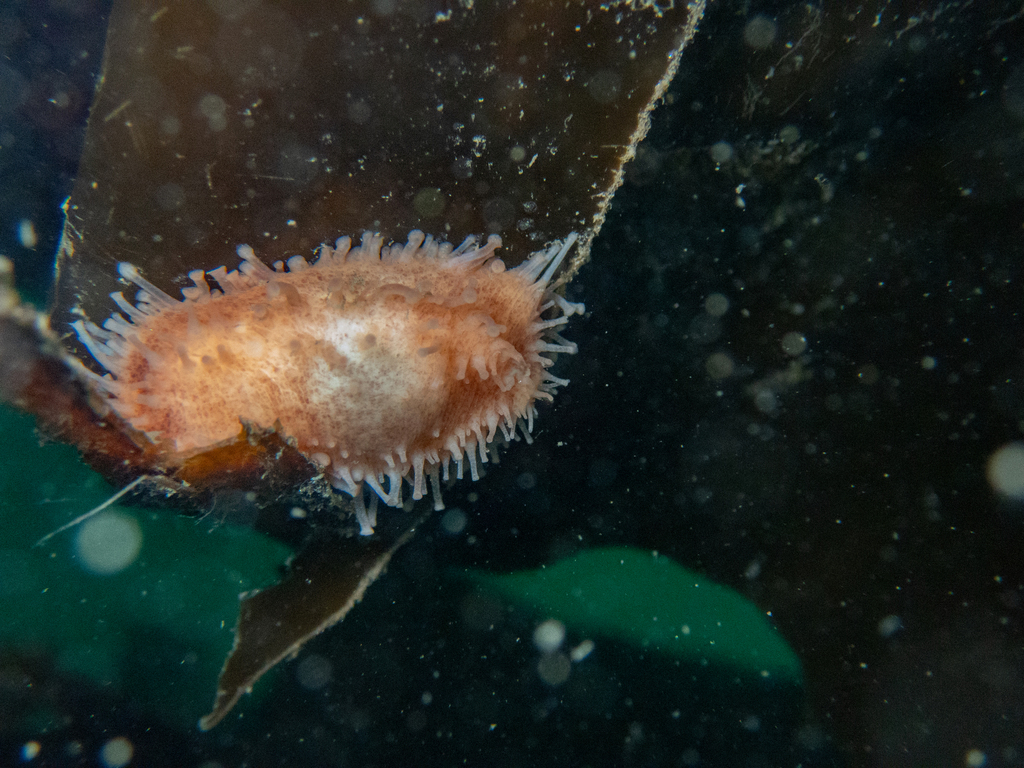 Stiff-footed sea cucumber from Deception Pass, Washington, USA on July ...