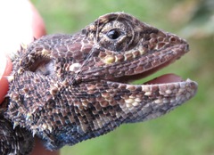 Acanthocercus atricollis