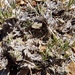 Poa acicularifolia ophitalis - Photo (c) Chris Ecroyd, μερικά δικαιώματα διατηρούνται (CC BY-NC), uploaded by Chris Ecroyd