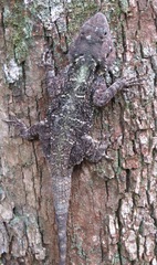 Acanthocercus atricollis