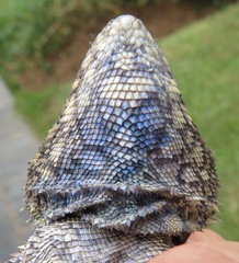 Acanthocercus atricollis