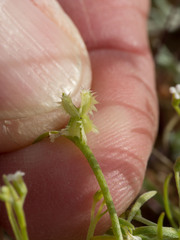Pectocarya platycarpa